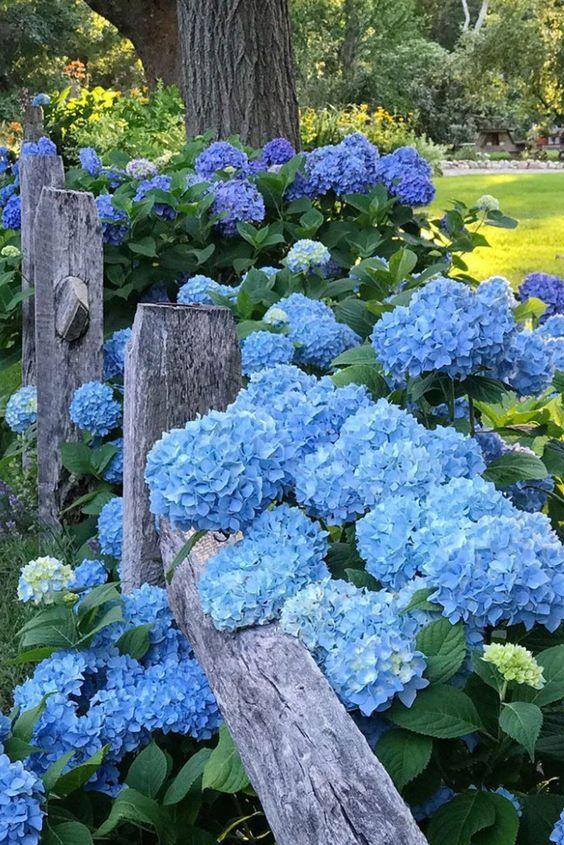 Eternal Spring Vibrant Medley